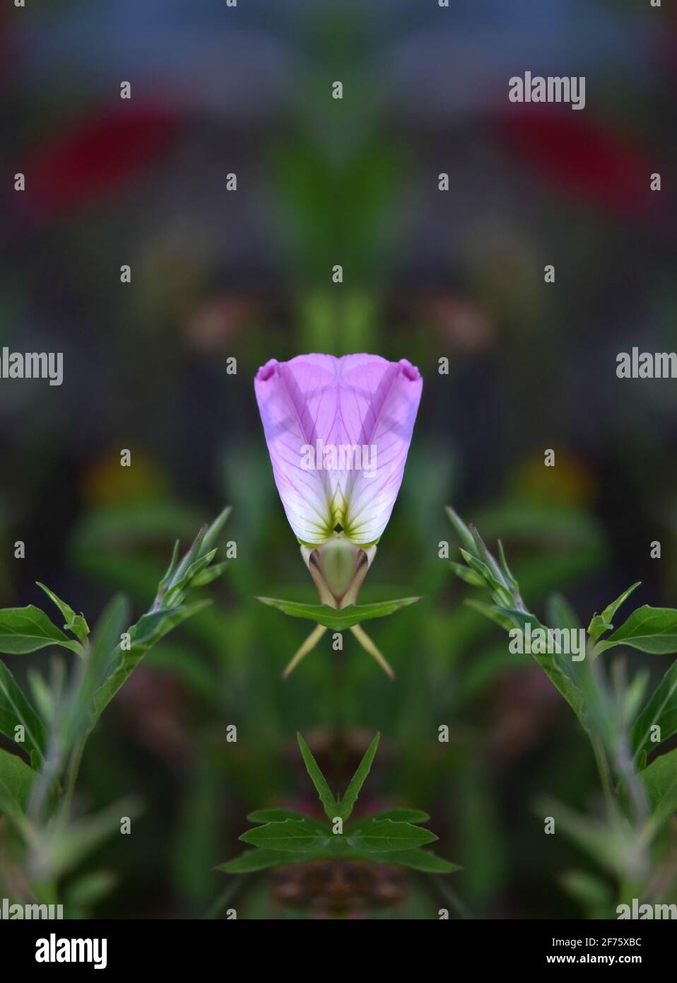 Oenothera speciosa (Rosa Nachtkerze) eine einheimische krautige mehrjährige Wildblume mit blassrosa Blütenblättern und dunkelgrünem Laub. Stockfoto