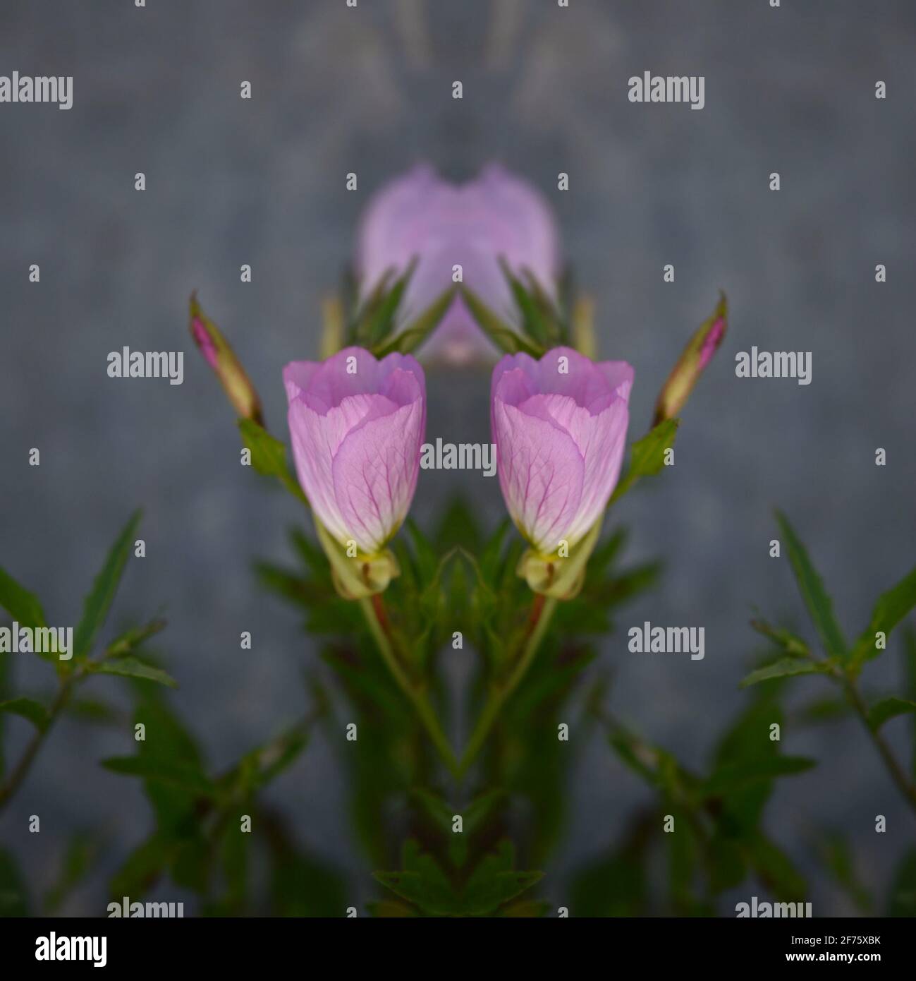 Oenothera speciosa (Rosa Nachtkerze) eine einheimische krautige mehrjährige Wildblume mit blassrosa Blütenblättern und dunkelgrünem Laub. Stockfoto