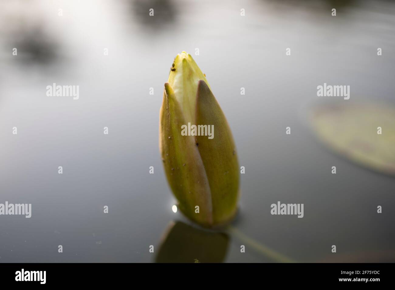 Lotusblume auf dem Fluss im Park Stockfoto