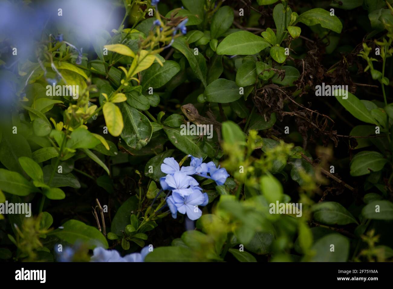 Ein Foto von Oriental Garden Lizard. Dies ist vor allem in Indien und asiatischen Regionen zu finden. Das Foto wurde in meinem Universitätsgarten angeklickt, der sich in Büschen versteckt. Stockfoto