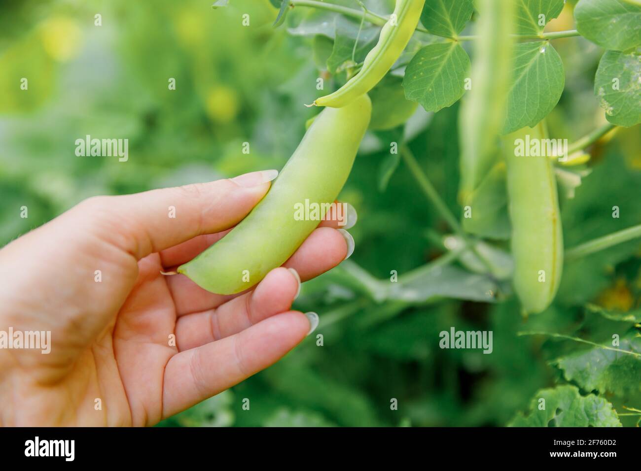Garten- und Landwirtschaftskonzept. Weibliche Landarbeiterin erntet grüne frische reife organische Erbsen in der Filiale im Garten. Veganer Vegetarier hausgemüse f. Stockfoto