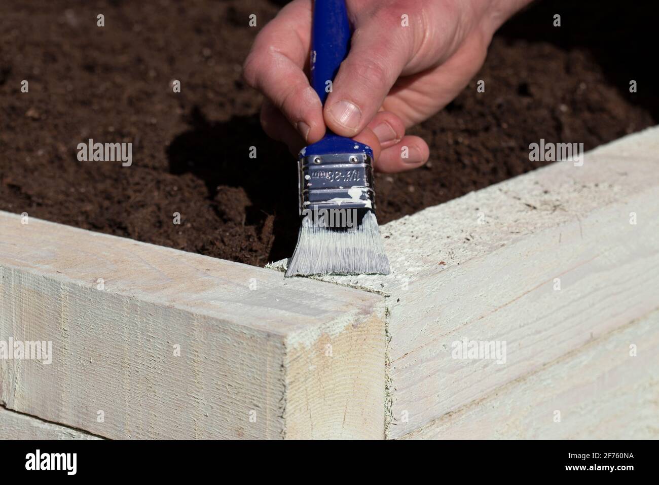 Mann malte einen erhöhten Gemüsegarten Bett Holzrahmen mit grüner Farbe. Stockfoto