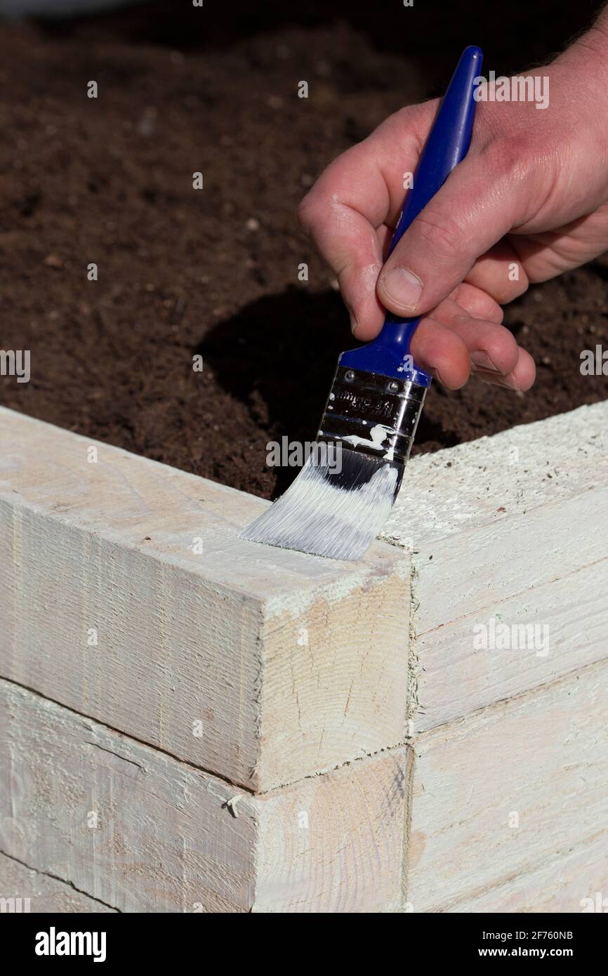 Mann malte einen erhöhten Gemüsegarten Bett Holzrahmen mit grüner Farbe. Stockfoto