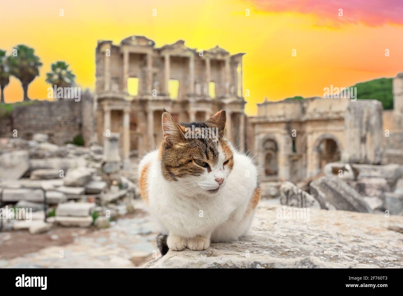 Katze im Hintergrund der Bibliothek von Celsus in Ephesus bei Sonnenuntergang. Selektiver Fokus. Türkei Stockfoto