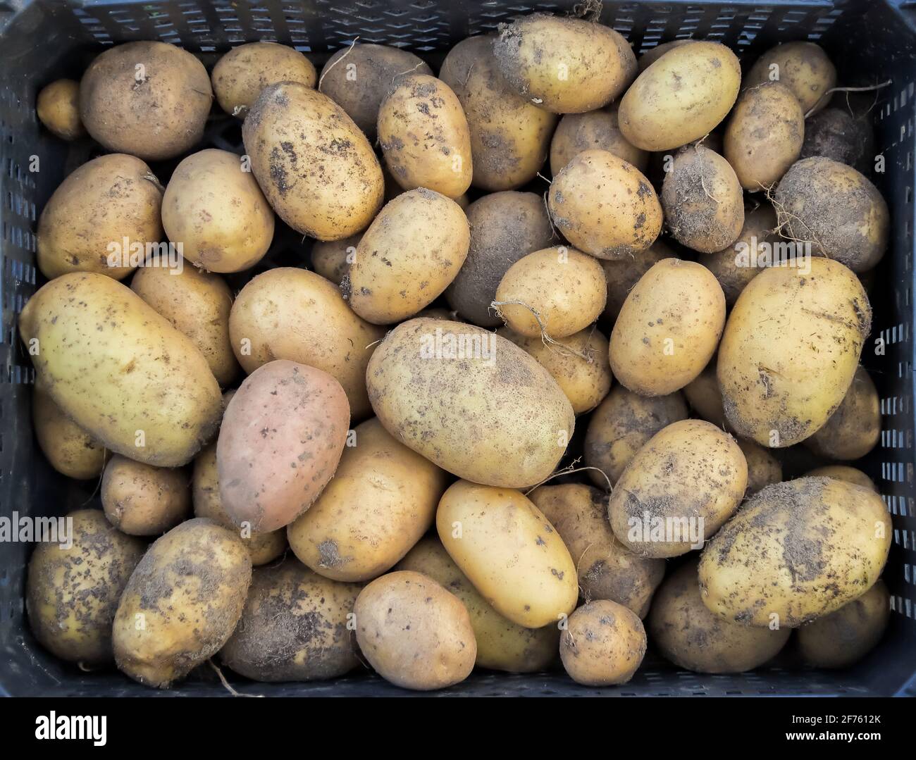 Frische Kartoffelernte in einer Schachtel. Gemüse, das mit eigenen Händen auf einem ökologischen Bauernhof angebaut wird. Landwirtschaftliche Arbeit im Herbst. Stockfoto