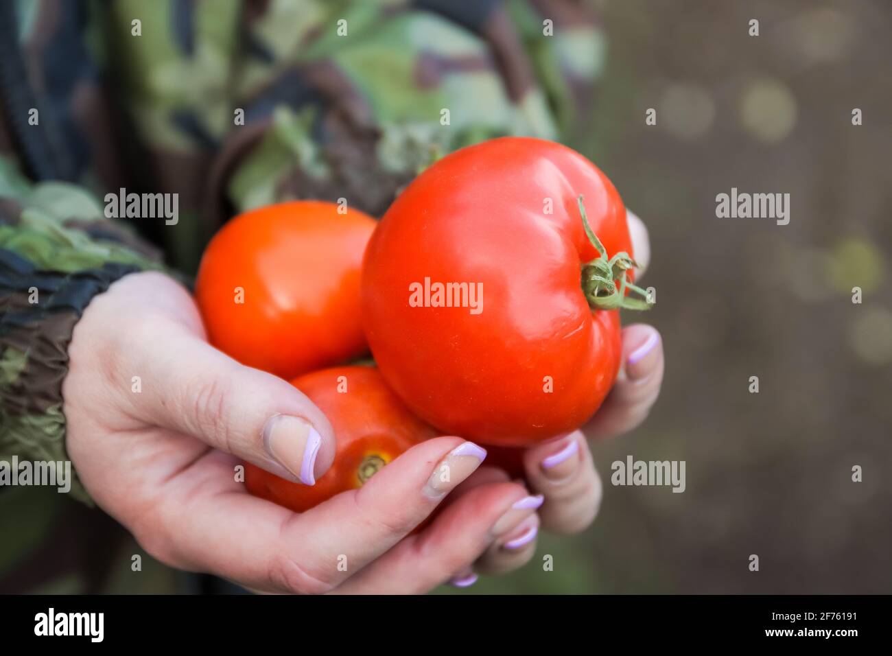 Reife Tomaten in weiblichen Händen. Großes, rundes Gemüse. Do-it-yourself Anbau von Pflanzen auf dem Land. Stockfoto