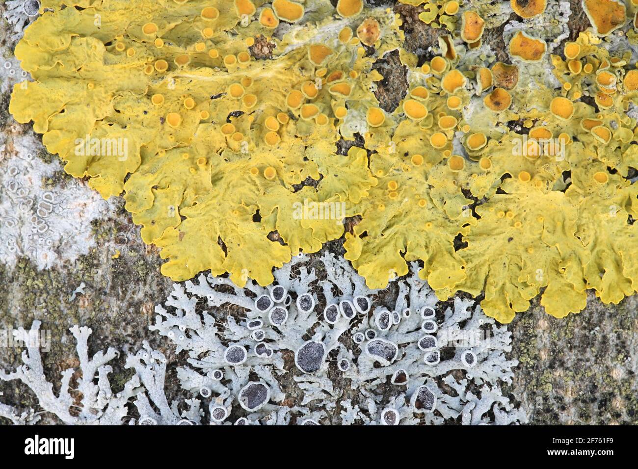 Gewöhnliche orangefarbene Flechten, Xanthoria parietina, auch bekannt als gelbe Skala, maritime Sonnenblechenflechten und Uferflechten Stockfoto