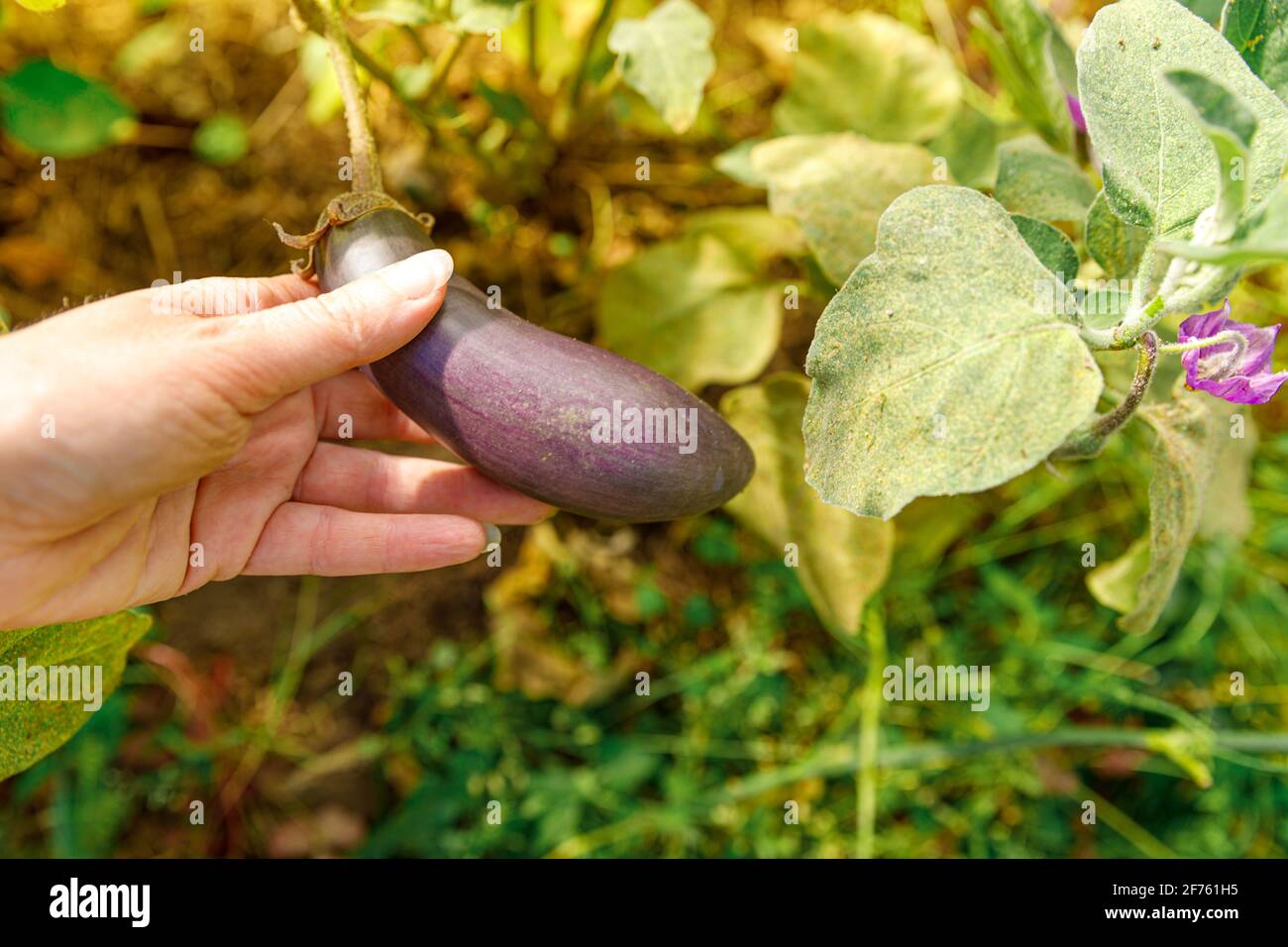 Gartenbau und Landwirtschaft Konzept. Weibliche Farmarbeiterin Hand Ernte lila frisch reif Bio Aubergine im Garten. Vegan vegetarisch selbst angebaute Lebensmittel p Stockfoto
