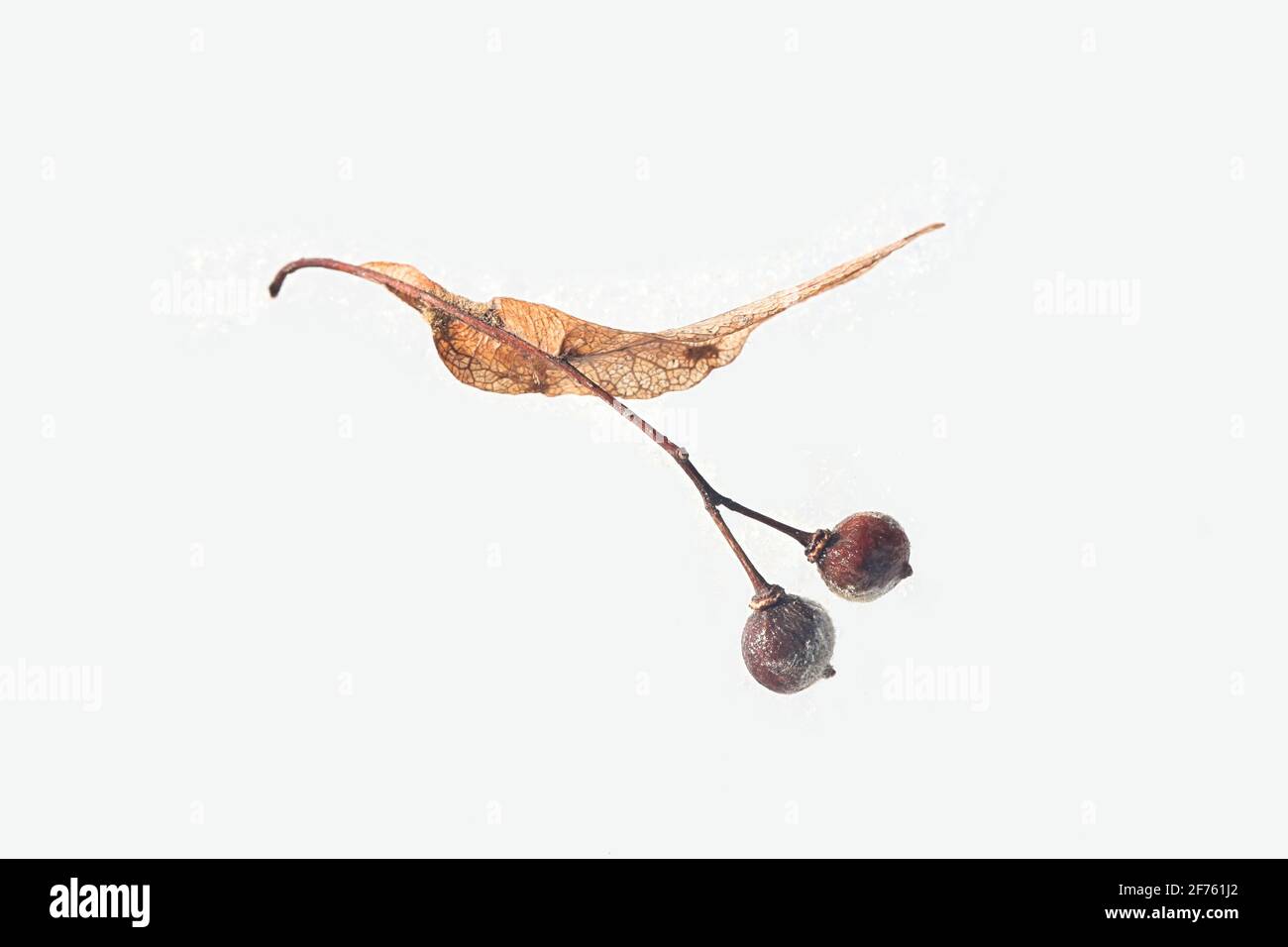 Samen von Tilia europaea, allgemein bekannt als der gewöhnliche Kalk oder die gewöhnliche Linde, fotografiert auf Schnee im März Stockfoto