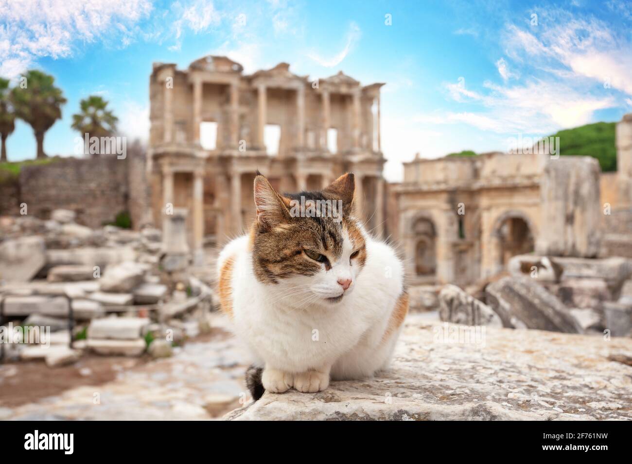 Die Katze vor der Bibliothek von Celsus in Ephesus am Nachmittag. Selektiver Fokus. Türkei Stockfoto