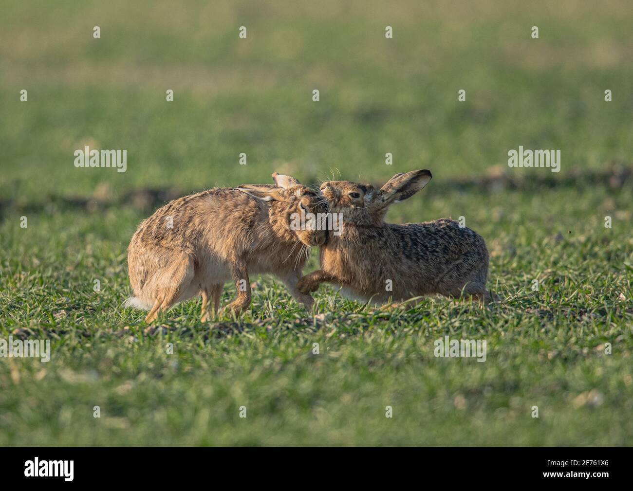 Zwei Mad March Brown-Hasen, die in Suffolk, Großbritannien, ein Werbenverhalten auf landwirtschaftlichem Boden zeigen Stockfoto