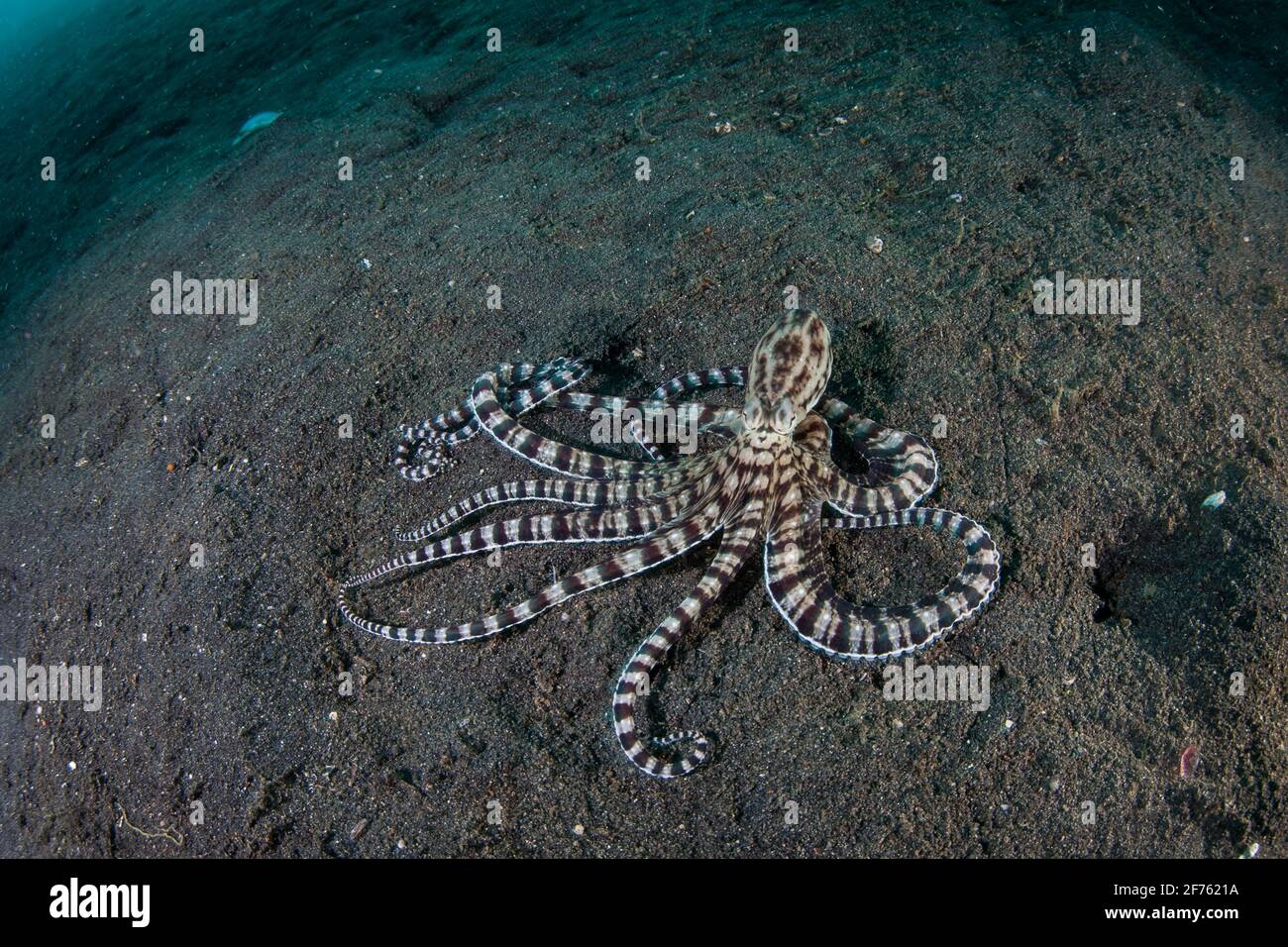 Ein imimischer Oktopus, der Thaumoctopus micus, krabbelt in der Lembeh Strait, Indonesien, über einen schwarzen Sandboden. Dieser Cprophoden imitiert andere Arten. Stockfoto