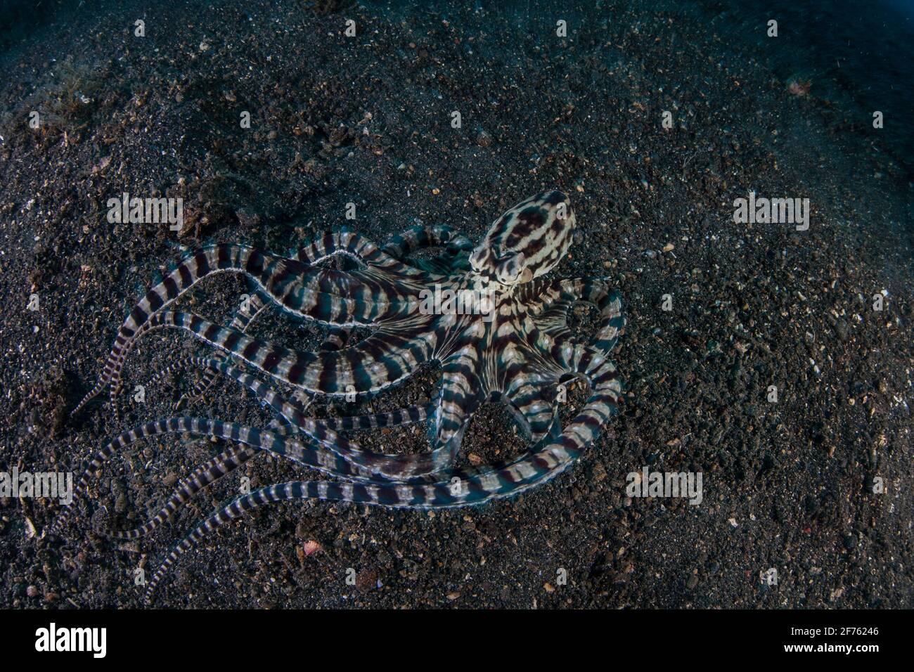 Ein imimischer Oktopus, der Thaumoctopus micus, krabbelt in der Lembeh Strait, Indonesien, über einen schwarzen Sandboden. Dieser Cprophoden imitiert andere Arten. Stockfoto