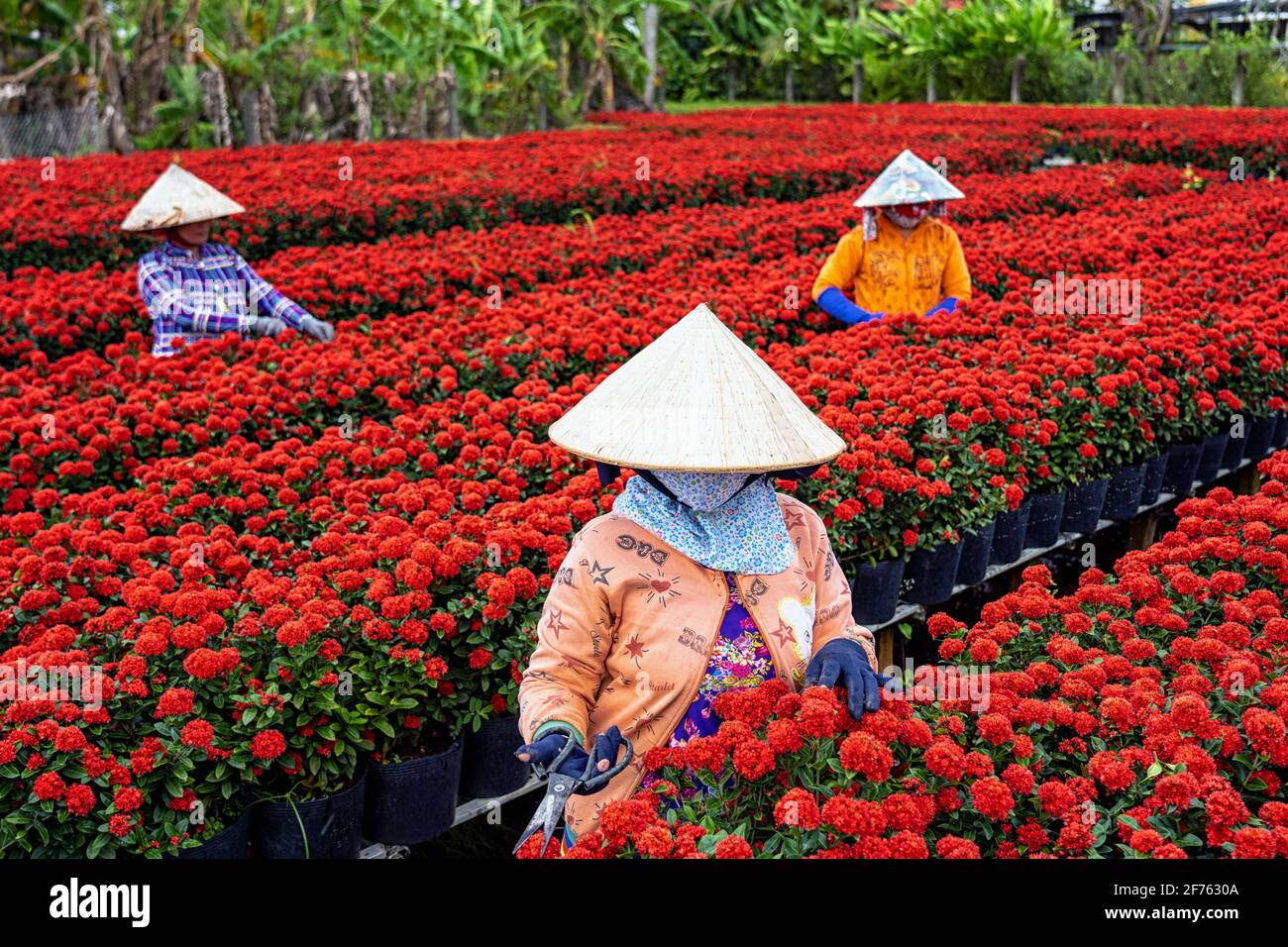 Gruppe von vietnamesischen Bauern arbeiten mit roten Blumen Garten in sadec, dong thap Provinz, vietnam, traditionelle und Kultur-Konzept Stockfoto