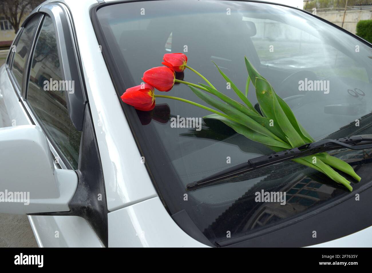 Rote Tulpen an der Windschutzscheibe des Autos als Geschenk und Liebeserklärung Stockfoto