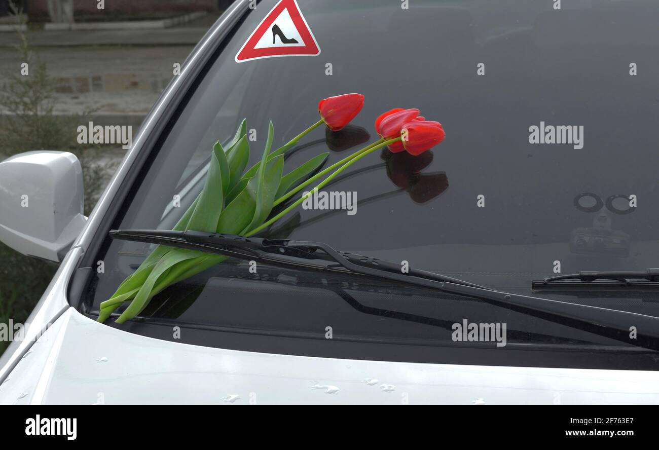 Rote Tulpen an der Windschutzscheibe des Autos als Geschenk und Liebeserklärung Stockfoto