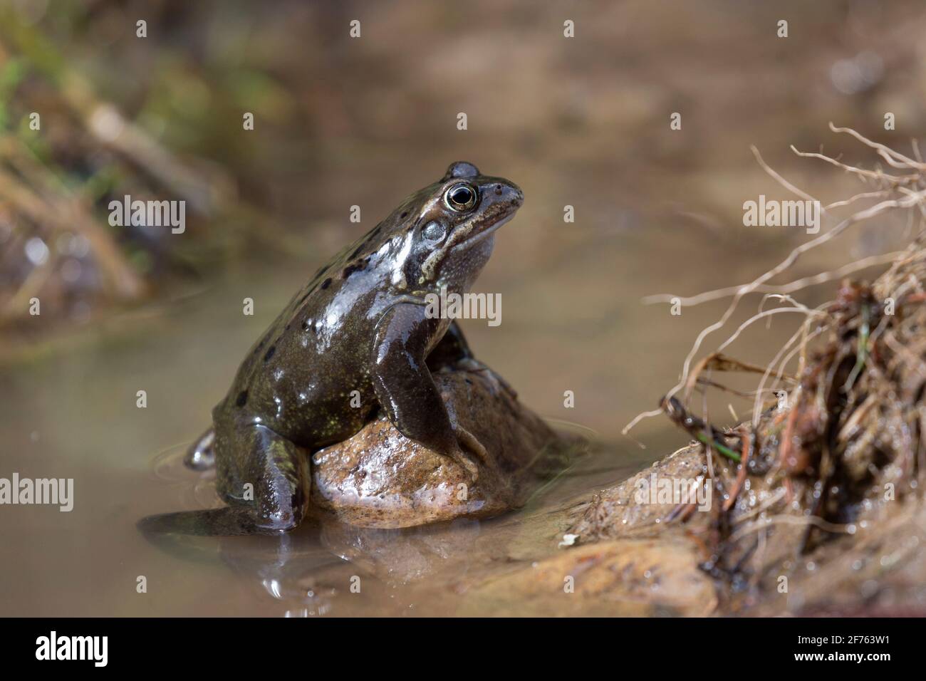 Grasfrosch (Rana Temporaria), Northumberland, UK Stockfoto