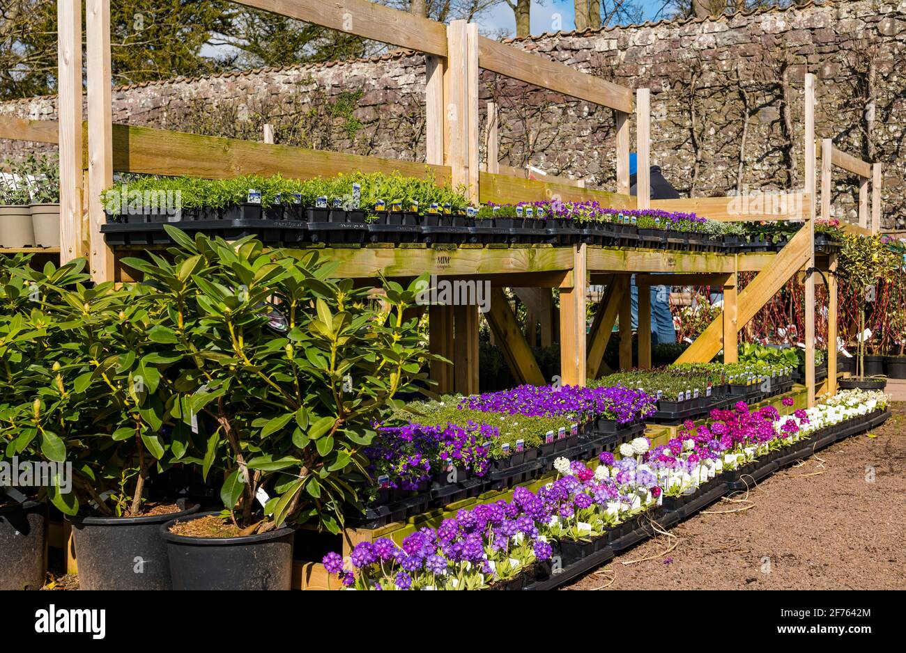 Pflanzen zum Verkauf in Sonnenschein in Smeaton Baumschule Zentrum, East Linton, East Lothian, Schottland, Großbritannien Stockfoto