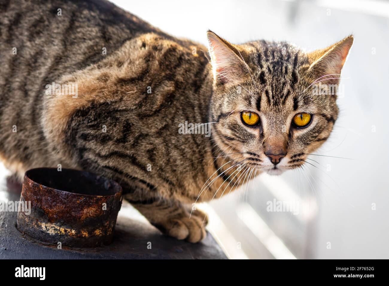 Schöne Makrele tabby Katze gefangen in der Akt der Vorbereitung Zum Stunzen Stockfoto