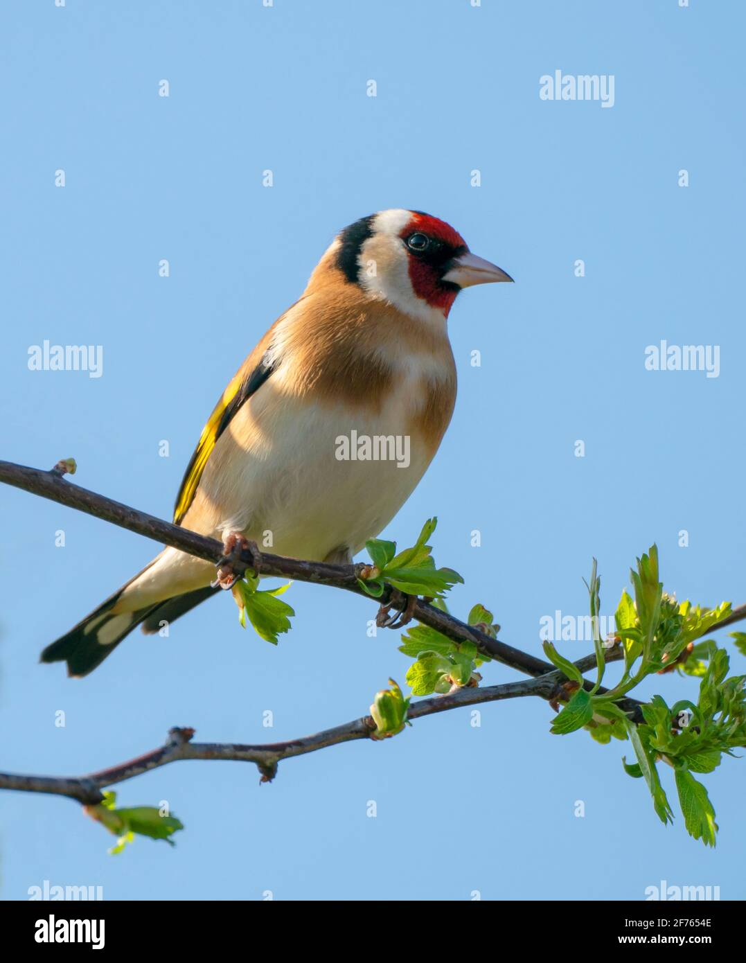 Goldfinch (Carduelis carduelis) auf dem Hawthorn-Zweig in Warwickshire Stockfoto