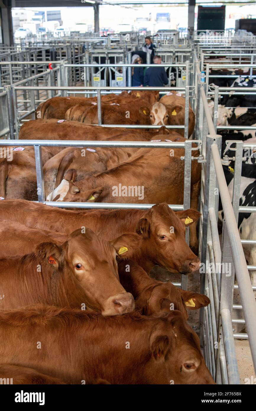 Rinder, die bei einem Tierversteigerungsmarkt, Co. Durham, Großbritannien, versteigert wurden. Stockfoto
