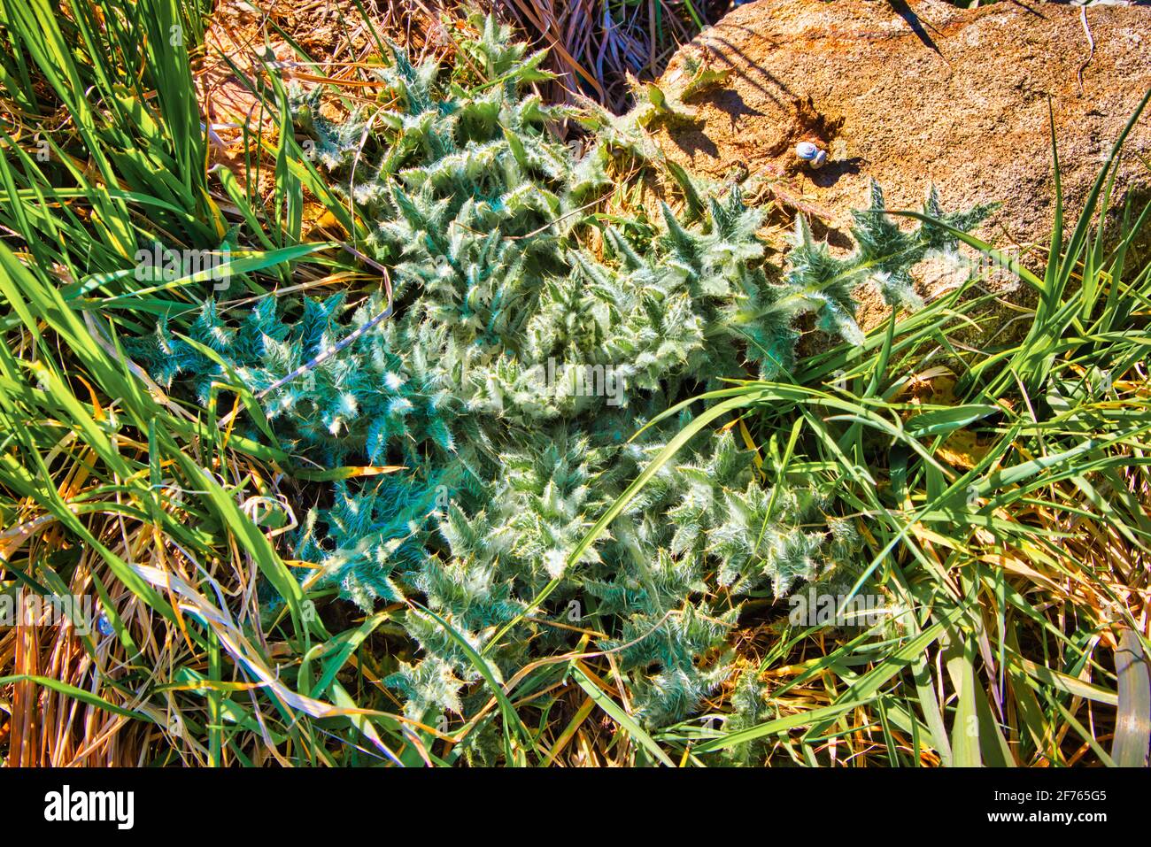 Distel (Carduus acanthoides) im dortmunder ems-Kanal Stockfoto