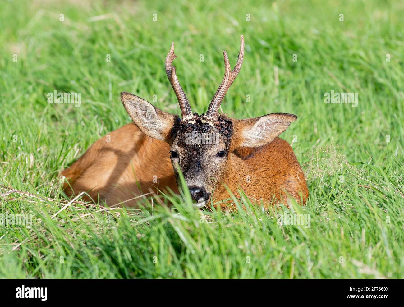 Der Rehbock, Capreolus capreolus, mit Maden, die an Wunden auf dem Kopf um sein Geweih fressen. Stockfoto