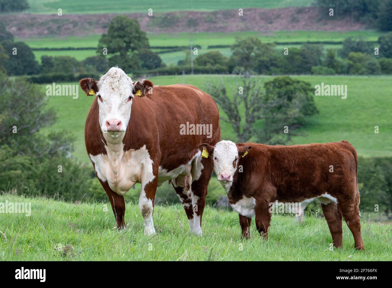 Pedigree Hereford Kuh mit Kalb zu Fuß, Lune Valley, Cumbria, Großbritannien  Stockfotografie - Alamy