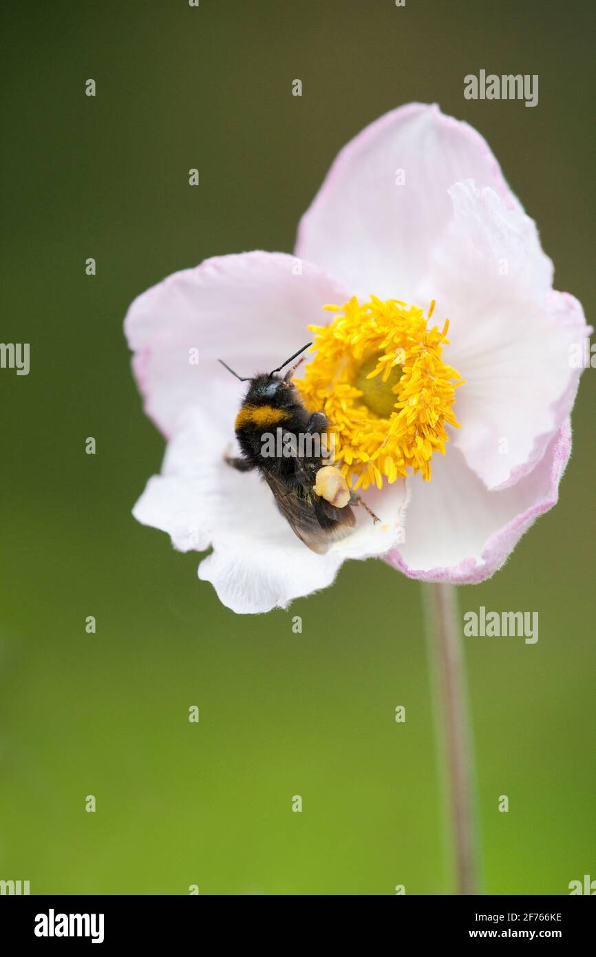 Hummel (Bombusarten) mit Pollenbeutel, auf Gartenblume, Großbritannien Stockfoto