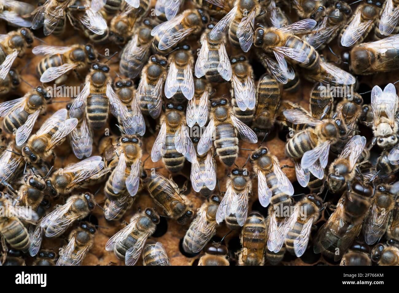 Honigbienen (APIs mellifera) Arbeiter auf Honigwaben, Großbritannien Stockfoto