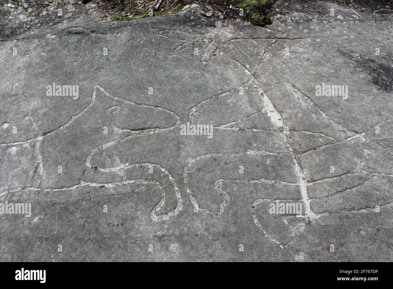 Wolf Chasing Stag - Rock Carving auf Bidston Hill, Wirral, Großbritannien Stockfoto