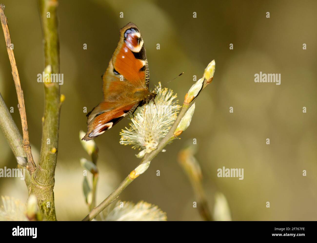 Der Pfauenschmetterling ist einer der frühesten Lepidoptera, der zu Beginn des Frühlings auftaucht. Die Erwachsenen haben über den Winter überwintert Stockfoto