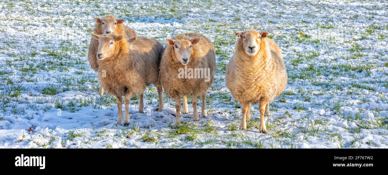Gruppe von Schafen auf den Cotswolds im Winter - Hintergrund Bannerbild Stockfoto