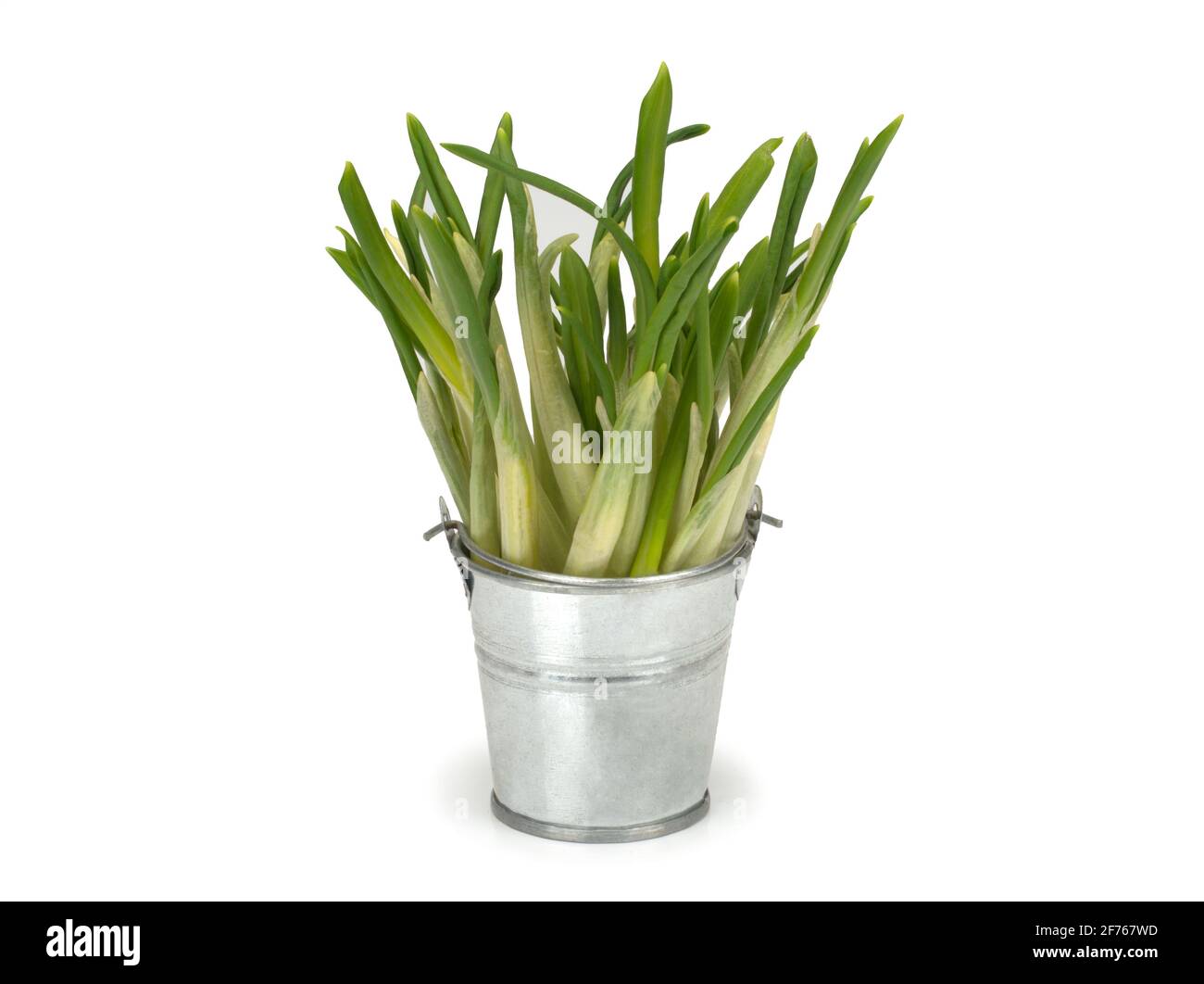 Allium ursinum, bekannt als wilder Knoblauch, Ramsons, Buckramm, Knoblauch mit breitem Schaft, Knoblauch aus Holz, Bärlauch oder Bärlauch. Stockfoto