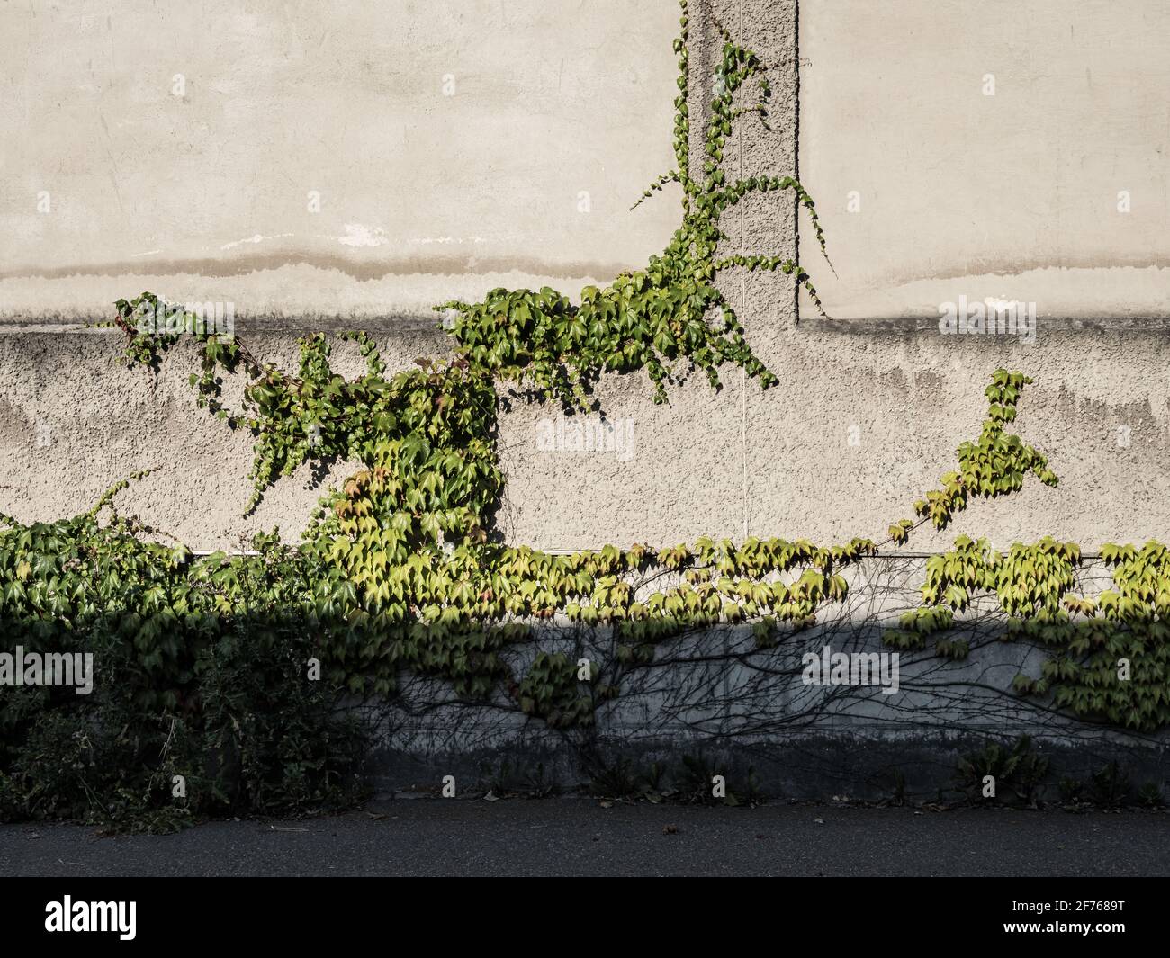 Grüner Efeu an der Fassade Stockfoto