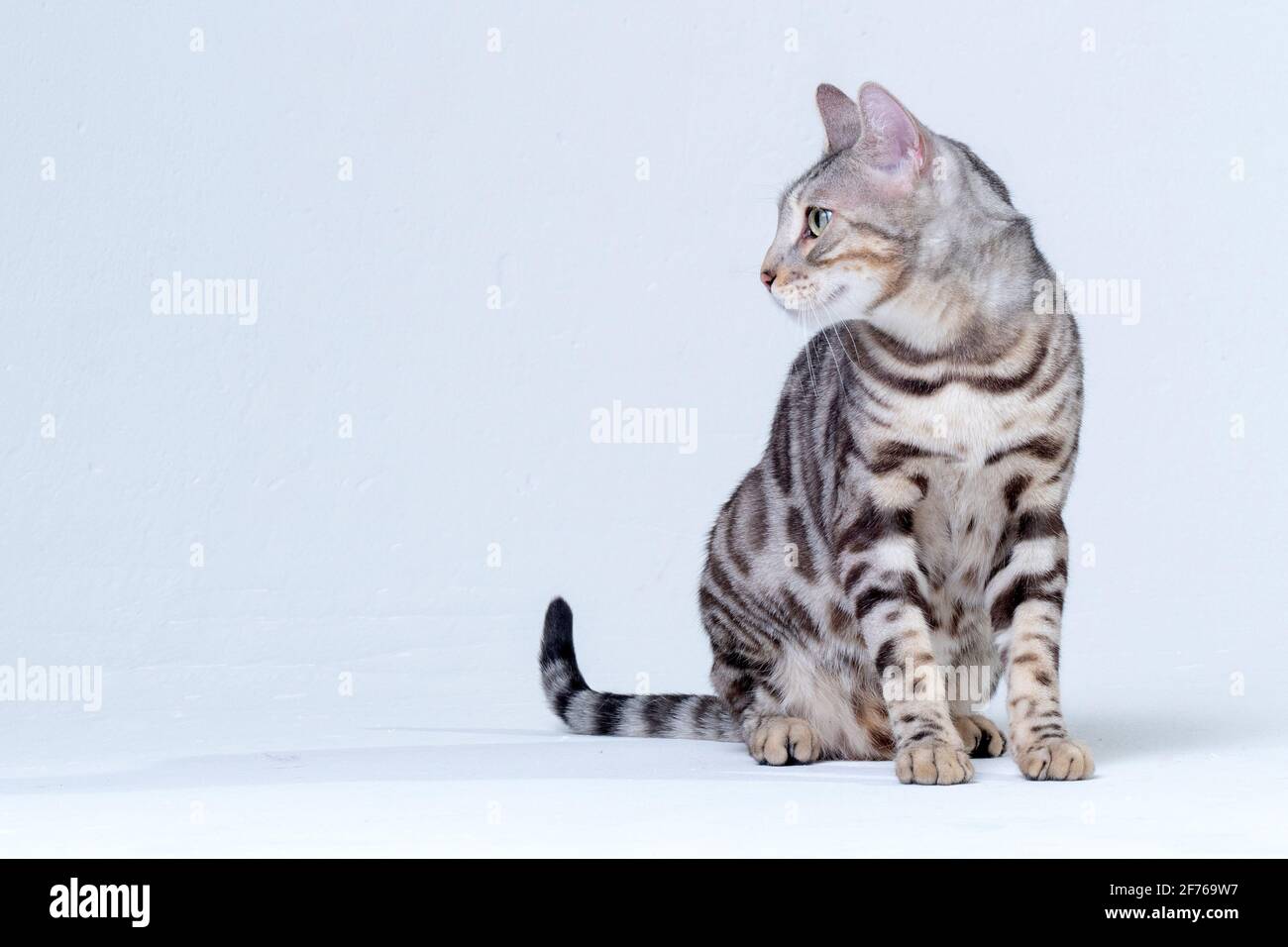 Silver Bengal Cat im Studio Stockfoto