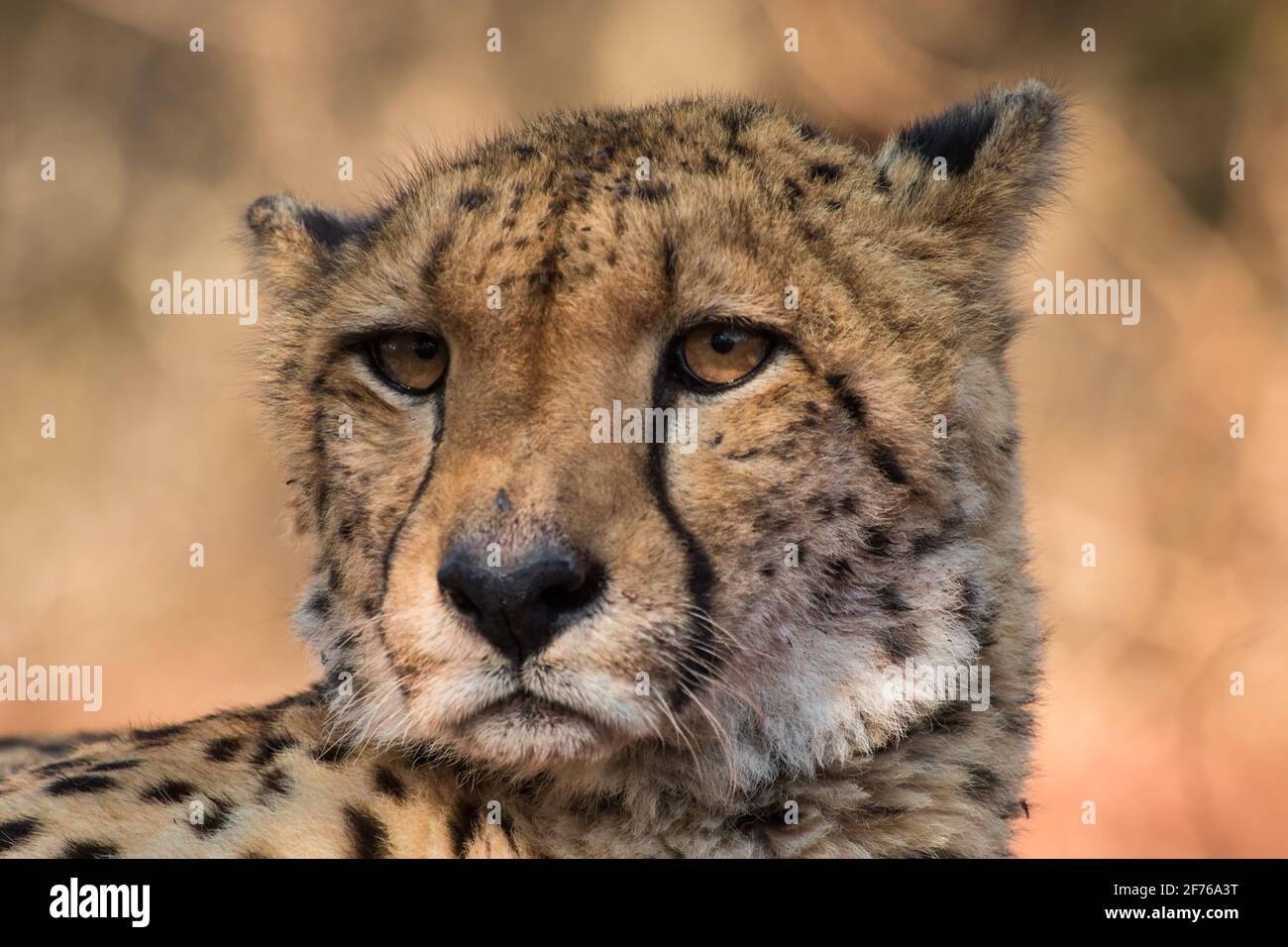 Eine Nahaufnahme des Gesichts eines männlichen Geparden, Zimanga Private Game Reserve. Stockfoto