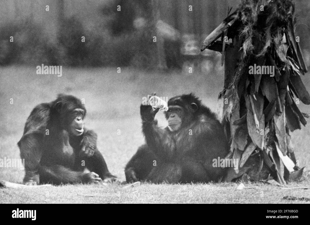 Zwei Schimpansen inspizieren eine Flasche in einem Wildpark in South Florida, ca. 1970. Stockfoto
