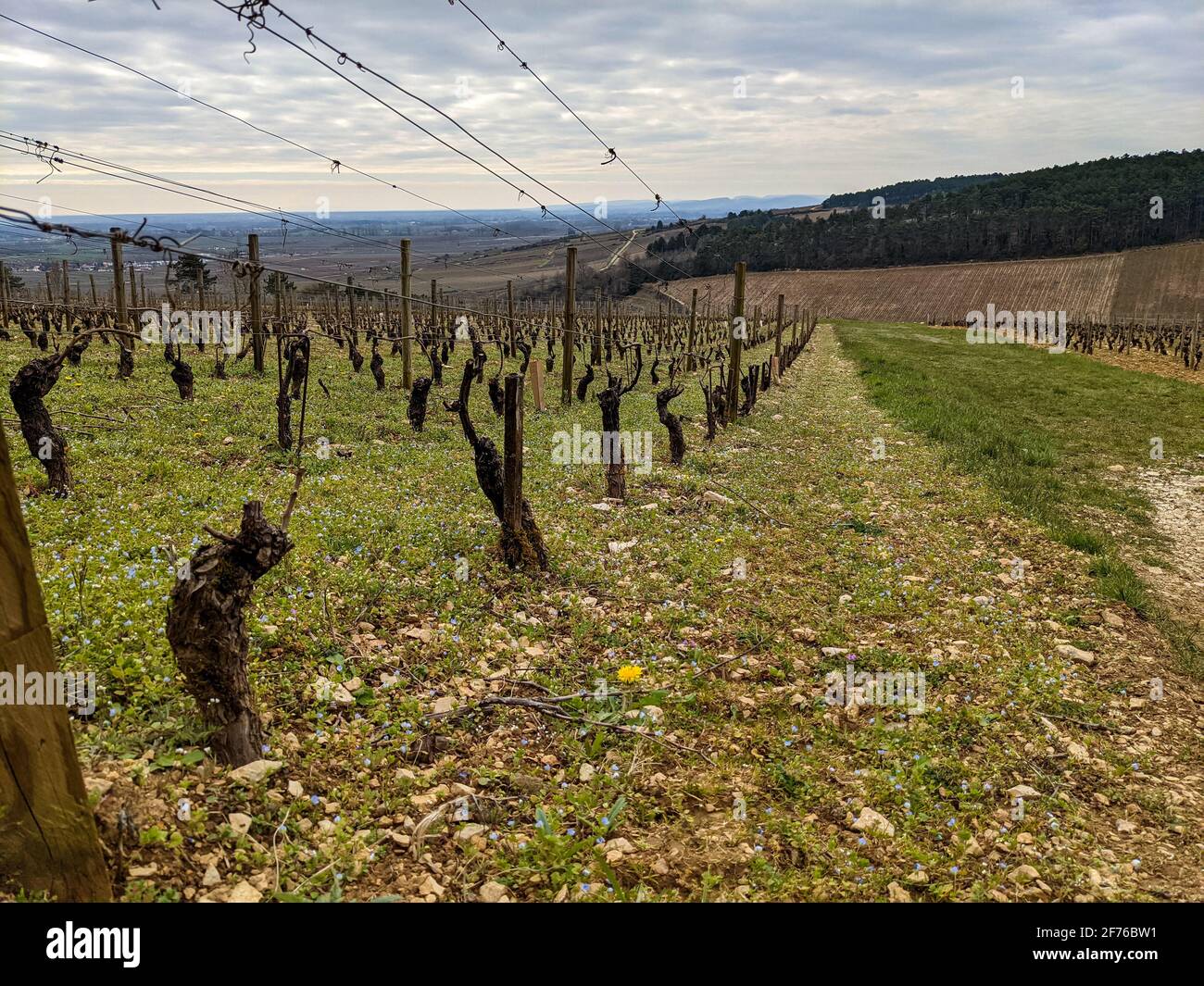 Weinstock Linie unter bewölktem Himmel in Burgund Abbildung von Französische Tradition Stockfoto