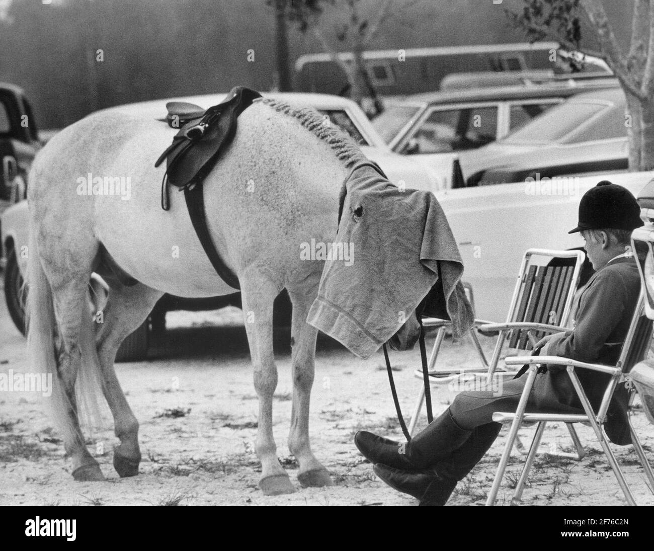 Pferd kühlt sich bei einer Pferdeshow mit einem Handtuch über dem Kopf ab. Stockfoto