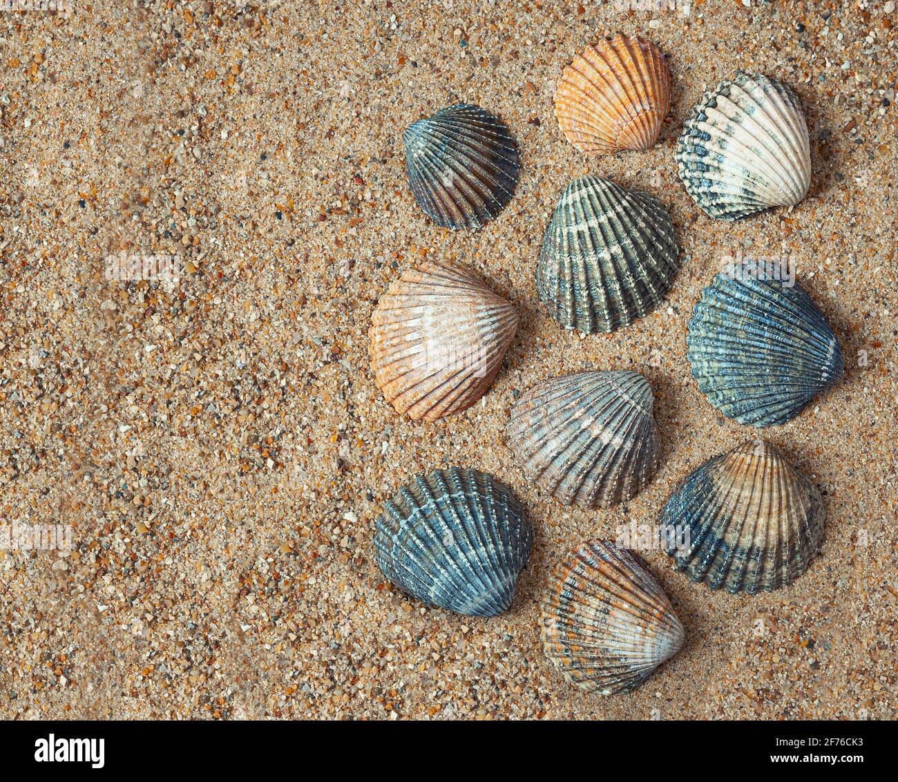 Mehrere Muscheln in verschiedenen Farben auf dem Sand, Sommer- und Urlaubskonzept, Draufsicht mit Kopierraum Stockfoto