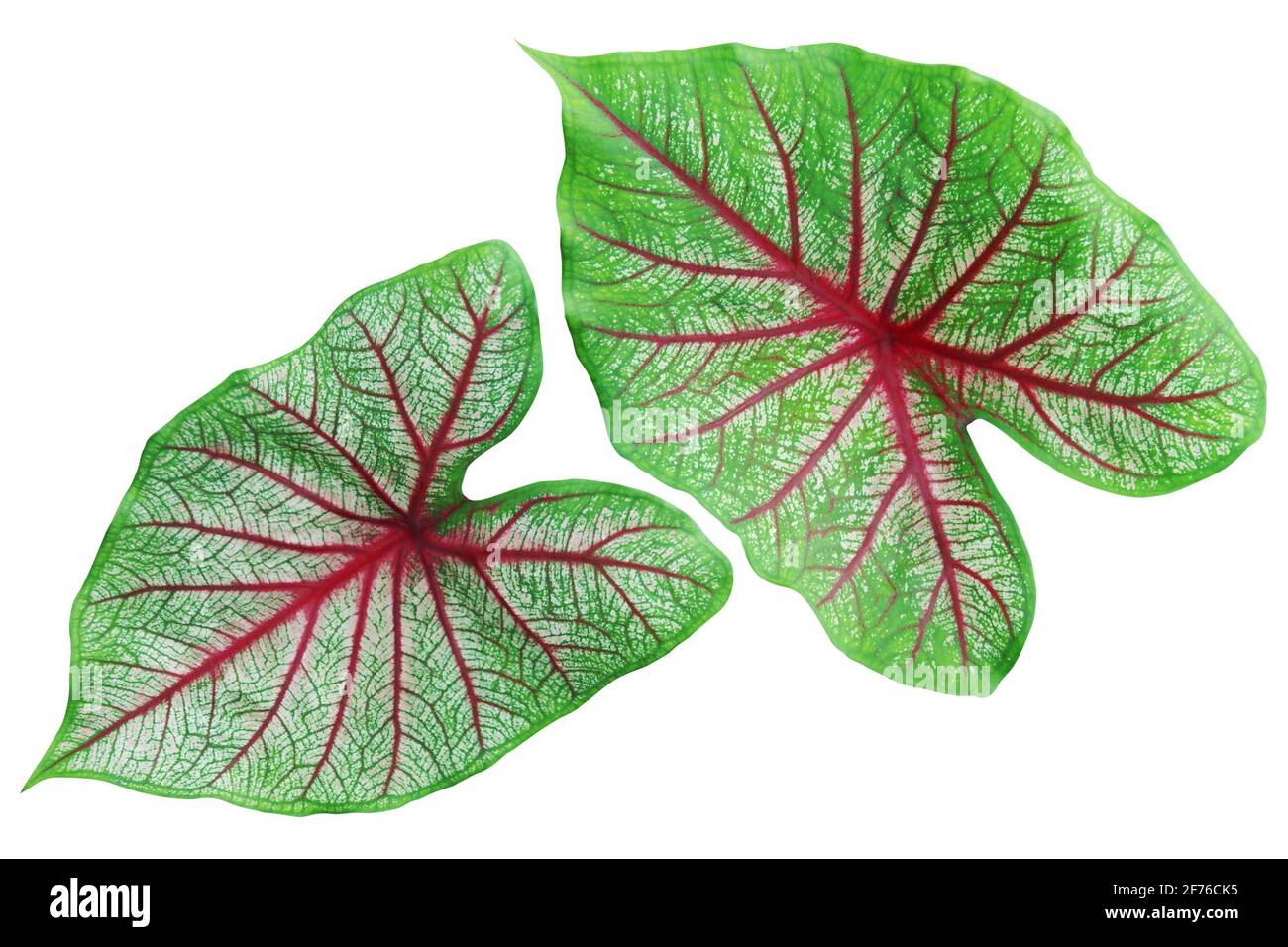 Grüne Blätter Rote Adern der Caladium-Pflanze isoliert auf Weiß Hintergrund  mit Beschneidungspfad Stockfotografie - Alamy