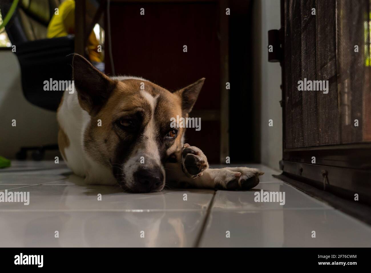 Der weiß-braune Thai-Hund, der vor der Tür liegt, ist loyal, aggressiv und  anmutig Stockfotografie - Alamy