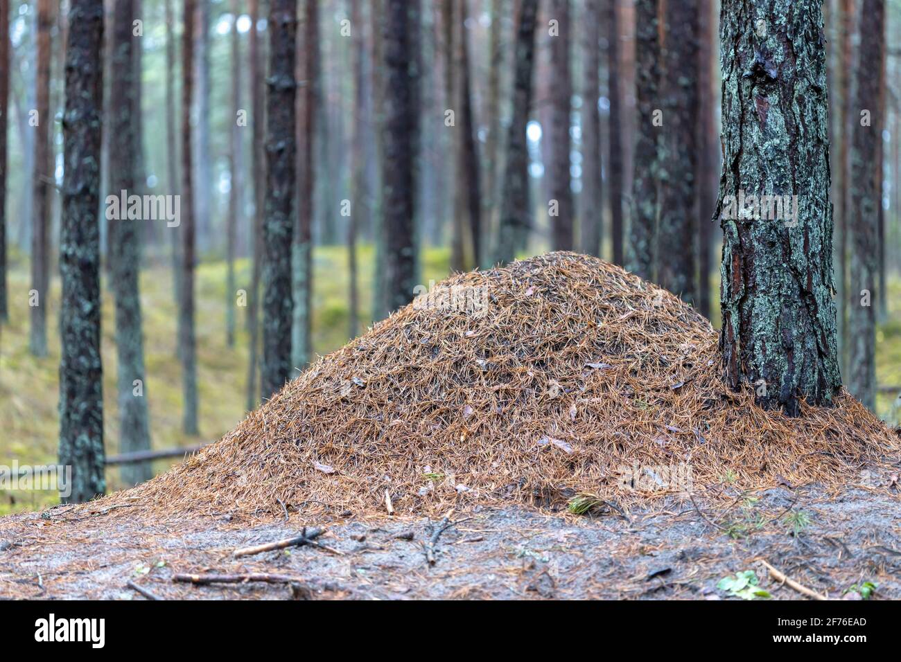 Großer Ameisenhaufen im Wald. Großer Ameisenhaufen mit Ameisenkolonie im Wald Stockfoto