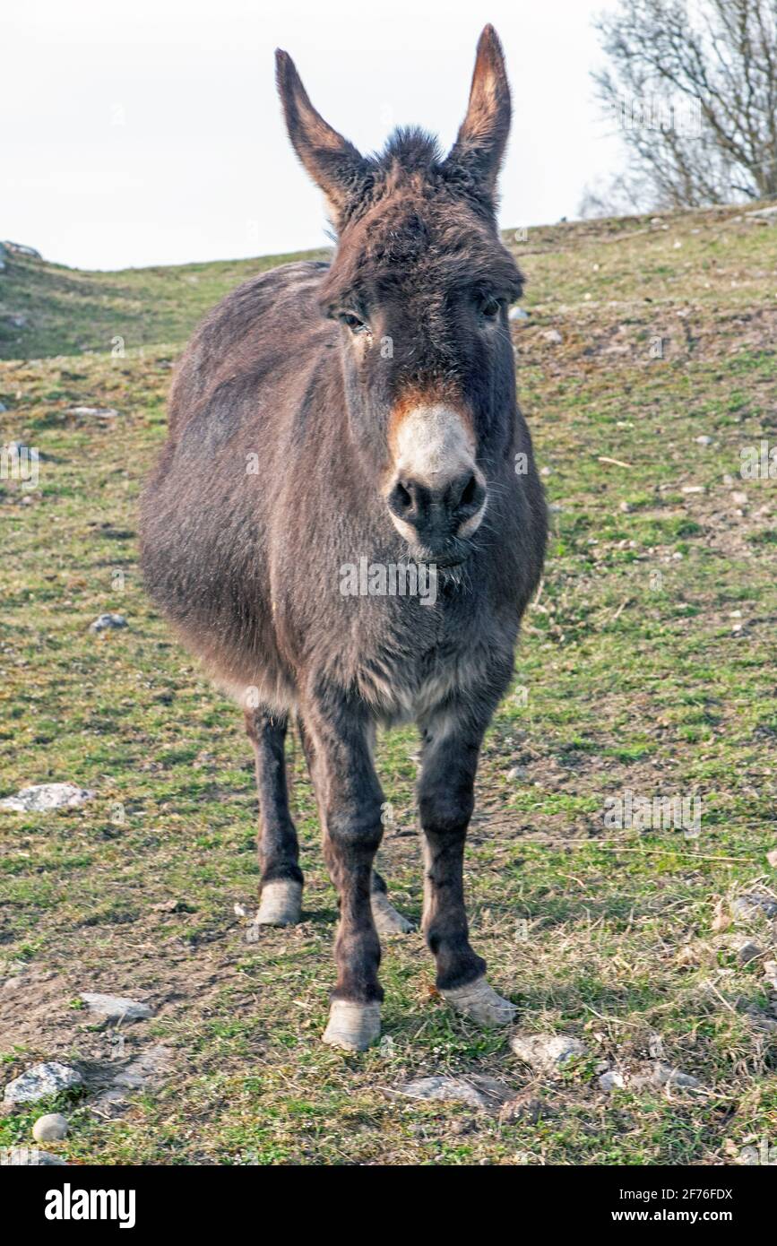 Esel in nykoping schweden Stockfoto