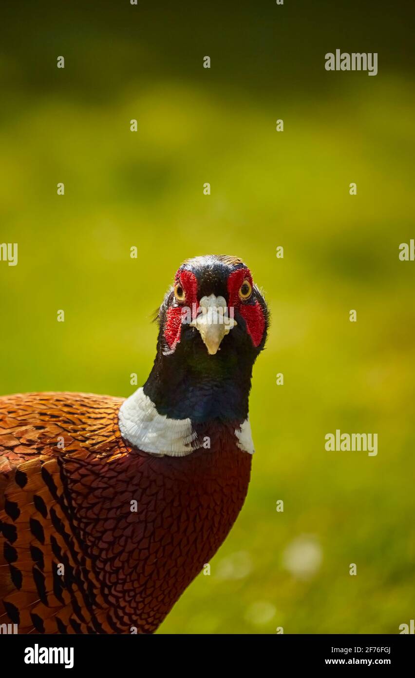 Männlicher Phaasant starrt. Stockfoto