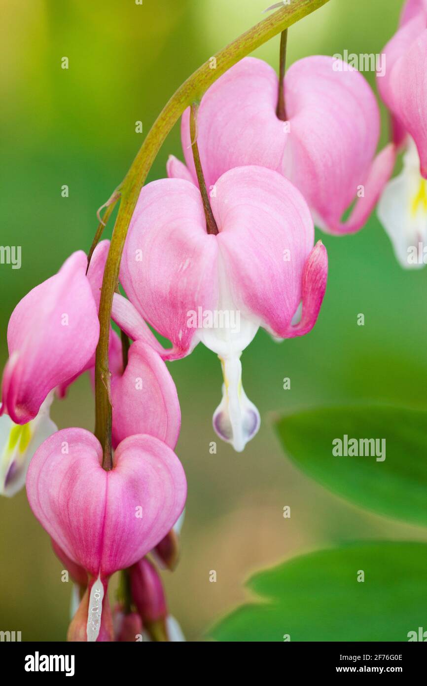Asiatische Blutungsherzen (Lamprocapnos spectabilis) in Blüte Stockfoto
