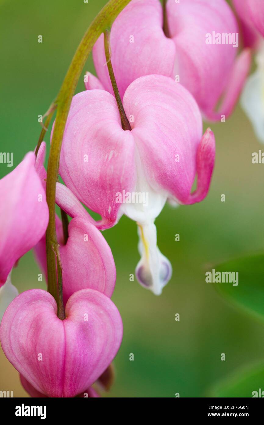 Asiatische Blutungsherzen (Lamprocapnos spectabilis) in Blüte Stockfoto