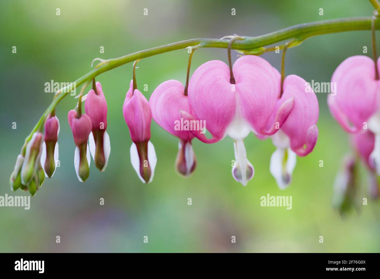 Asiatische Blutungsherzen (Lamprocapnos spectabilis) in Blüte Stockfoto