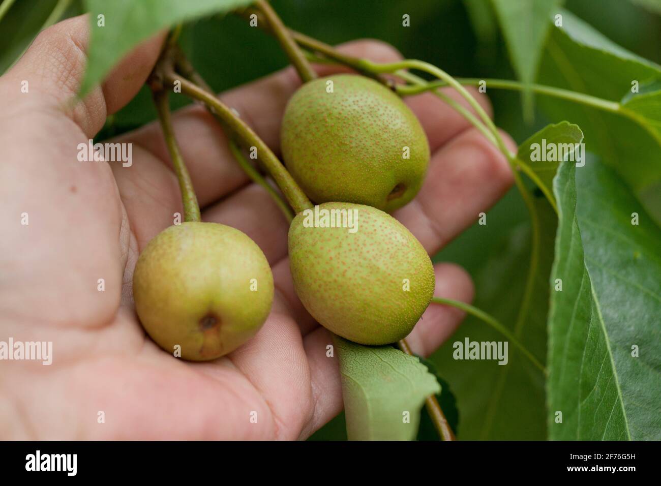 Gärtner, der den Zustand der asiatischen Birnenfrüchte (Pyrus pyrifolia) auf dem Zweig, der Nähe - USA überprüft Stockfoto